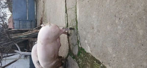 Porc de vanzare,pietrean din seringa cu marele alb,aproximativ +-180 kg,13 lei kg,Com apateu - imagine 5