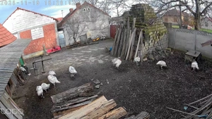 Curci si curcanii de vanzare 