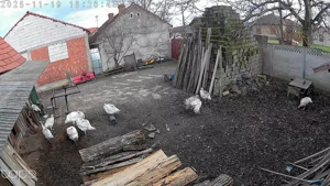 Curci si curcanii de vanzare  - imagine 2