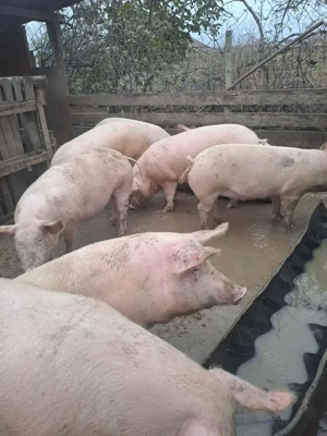 Porci de carne  - imagine 2