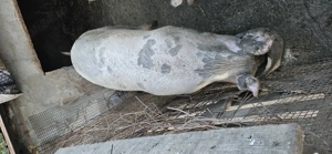 Porci pentru Crăciun  - imagine 2