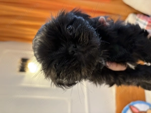 Vând pui Shih Tzu mascul - imagine 2