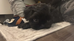 Vând pui Shih Tzu mascul - imagine 4