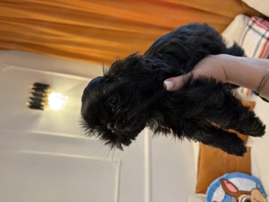 Vând pui Shih Tzu mascul - imagine 5