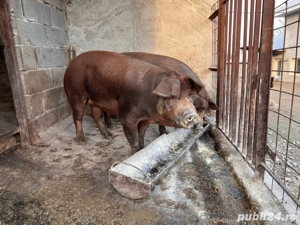 Porci de vanzare  - imagine 5