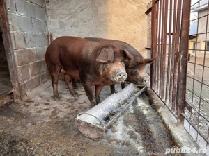 Porci de vanzare  - imagine 4