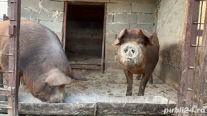 Porci de vanzare  - imagine 3
