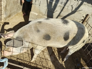 porci de vanzare - imagine 2