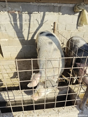 porci de vanzare - imagine 3