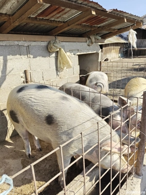 porci de vanzare