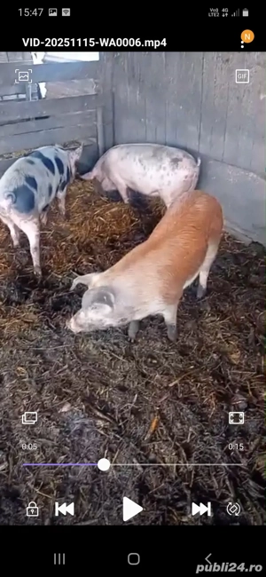 De Vânzare 3 bucăți 1 mascur și 2 purcele  - imagine 2