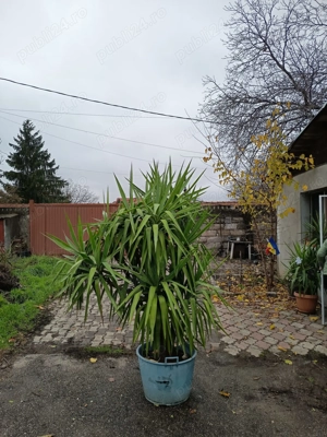 Vand plante de interior, Yucca, Arborele de Jad, diferite marimi Bucuresti, sect 5