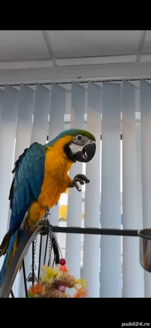Papagal Ara - imagine 2