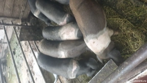 Porci bazna - imagine 5