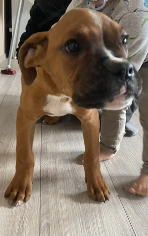 Boxer German - imagine 2