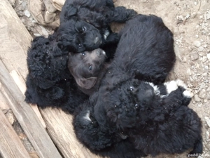 Vand catei rasa pully unguresc - imagine 2