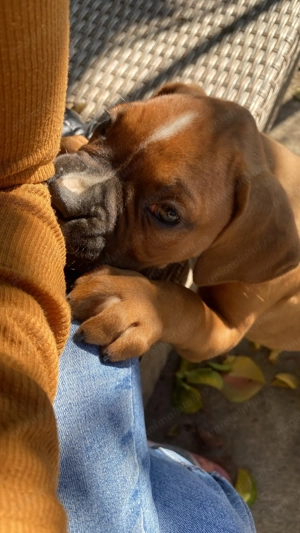 Boxer German - imagine 3