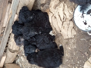 Vand catei rasa pully unguresc - imagine 3