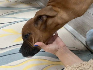 Boxer German - imagine 4