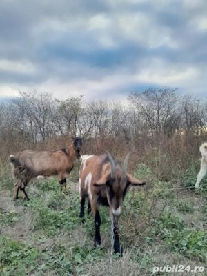 capre de vnzare  - imagine 3