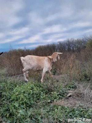 capre de vnzare  - imagine 2