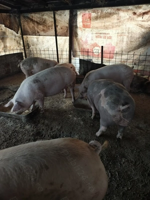 De vânzare porci rasa de carne  - imagine 2