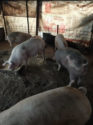 De vânzare porci rasa de carne  - imagine 3