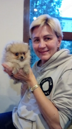 Vand pui de femela mini toy pomeranian 