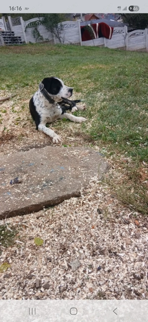 Vând cățel de rasă 