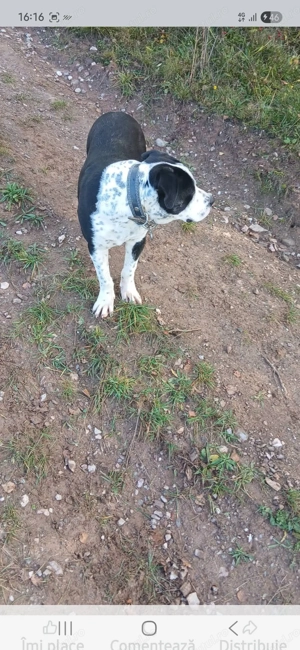 Vând cățel de rasă  - imagine 2