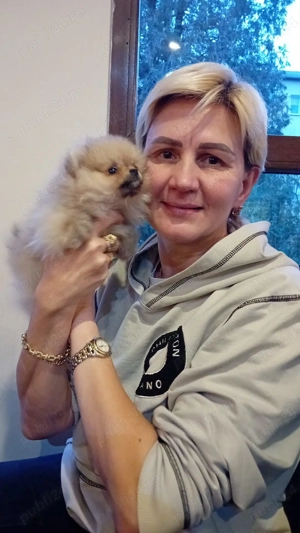 Vand pui de femela mini toy pomeranian  - imagine 3