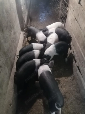 Purcei bazna, 8 săptămâni si jumatate, Pribilești. 