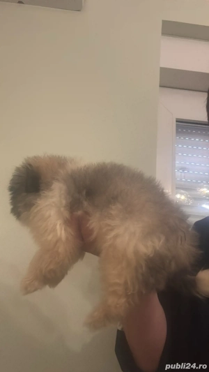 Maltipoo Toy Baiat  - imagine 3