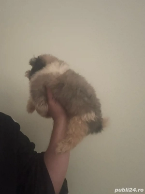 Maltipoo Toy Baiat  - imagine 4