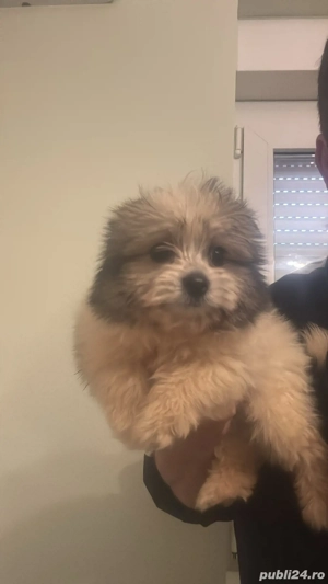 Maltipoo Toy Baiat  - imagine 2