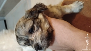 Catei bichoni havanezi  - imagine 5