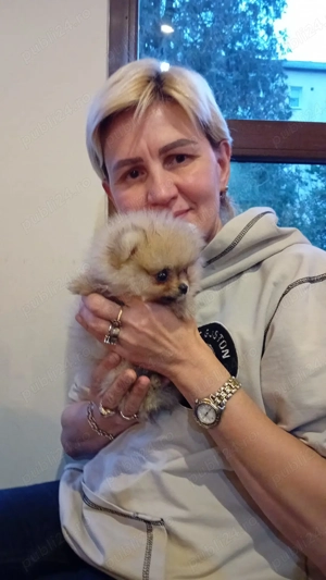 Vand pui de femela mini toy pomeranian  - imagine 5
