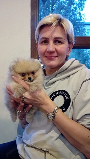 Vand pui de femela mini toy pomeranian  - imagine 4