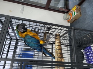 Papagal Ara Ararauna - imagine 2