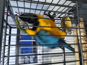 Papagal Ara Ararauna