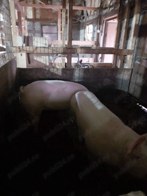 Vand purcele Landrace - imagine 2