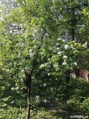 Parte de casă mare cu teren aferent 1050 mp central in Satu Mare, ideal și pentru afaceri - imagine 5