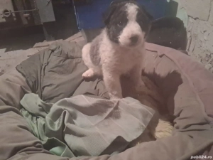 Donez câine Cobănesc de Buncovina  . Uregent !!!!! - imagine 3