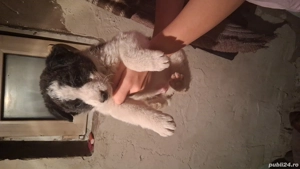 Donez câine Cobănesc de Buncovina  . Uregent !!!!! - imagine 2