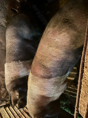 Vand porci grași crescuți cu porumb bio 