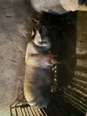 Vand porci grași crescuți cu porumb bio  - imagine 3