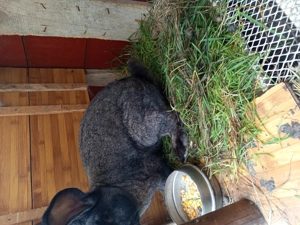 Iepuri Hycolo Fancezi și Metiș - imagine 3