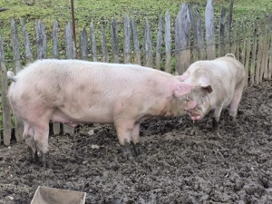 De vânzare animale pentru sacrificat 