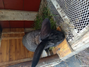 Iepuri Hycolo Fancezi și Metiș - imagine 4