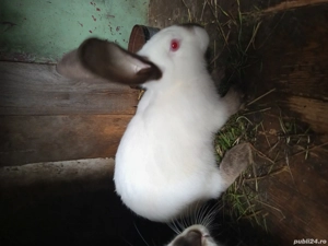 Iepuri Hycolo Fancezi și Metiș - imagine 5